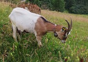 72 Capretta al pascolo